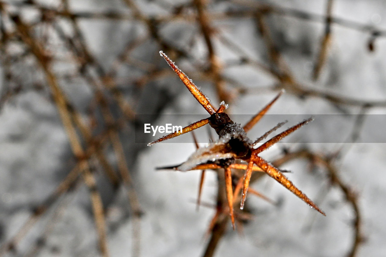 Beauty In Nature Close Up Day Ice Nature No People Eyeem
