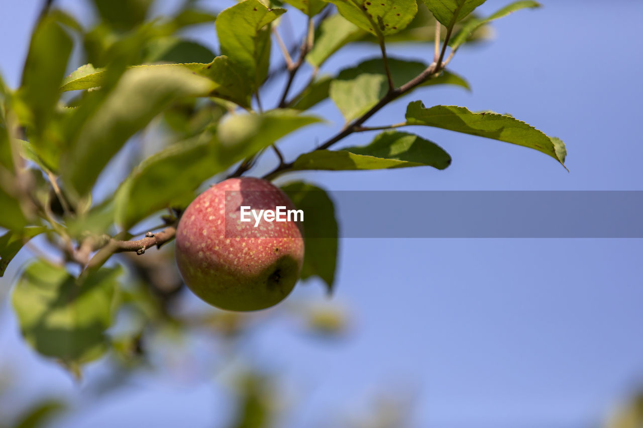 CLOSE-UP OF FRUITS GROWING ON TREE
