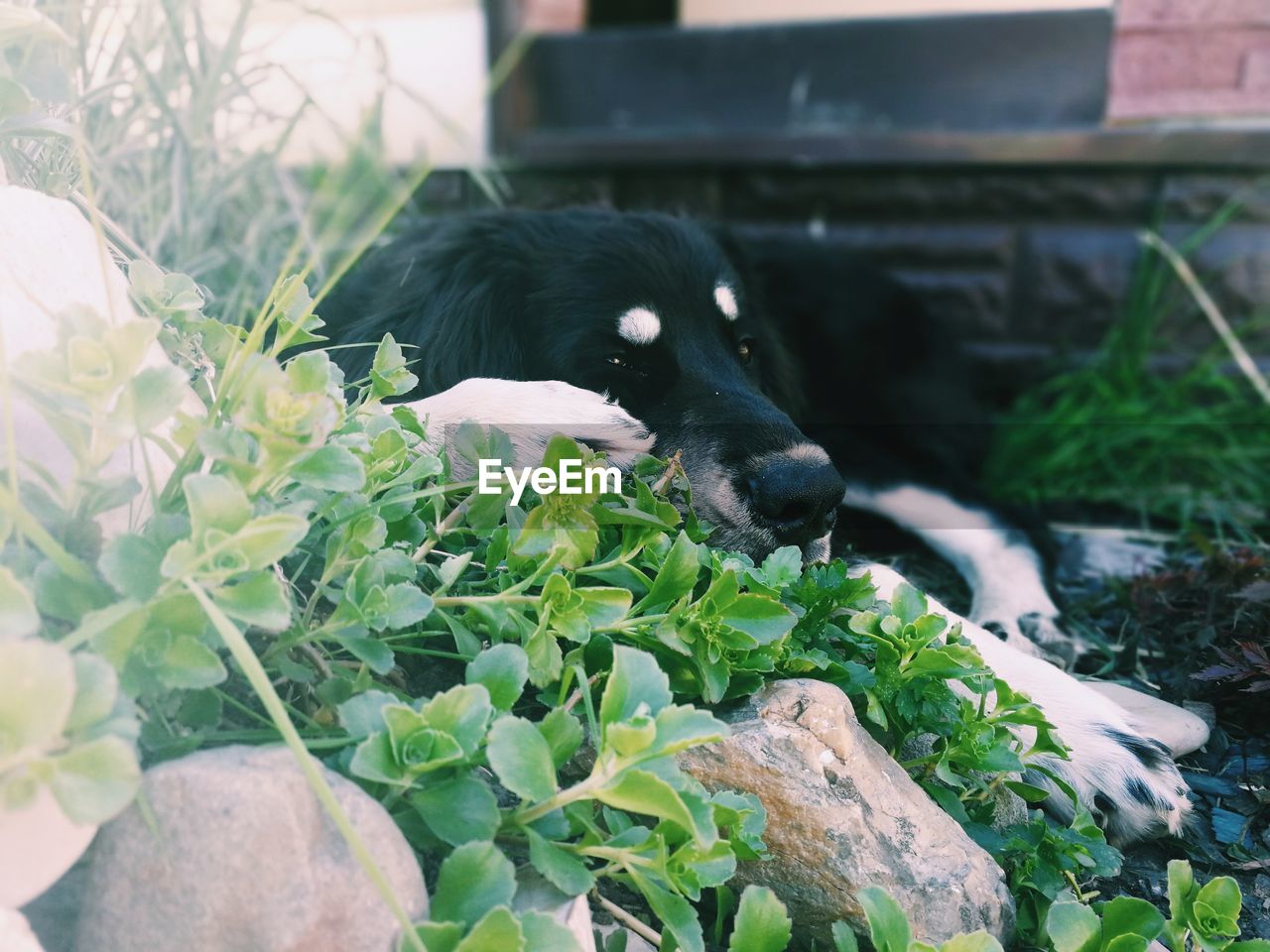 BLACK DOG LYING ON PLANT