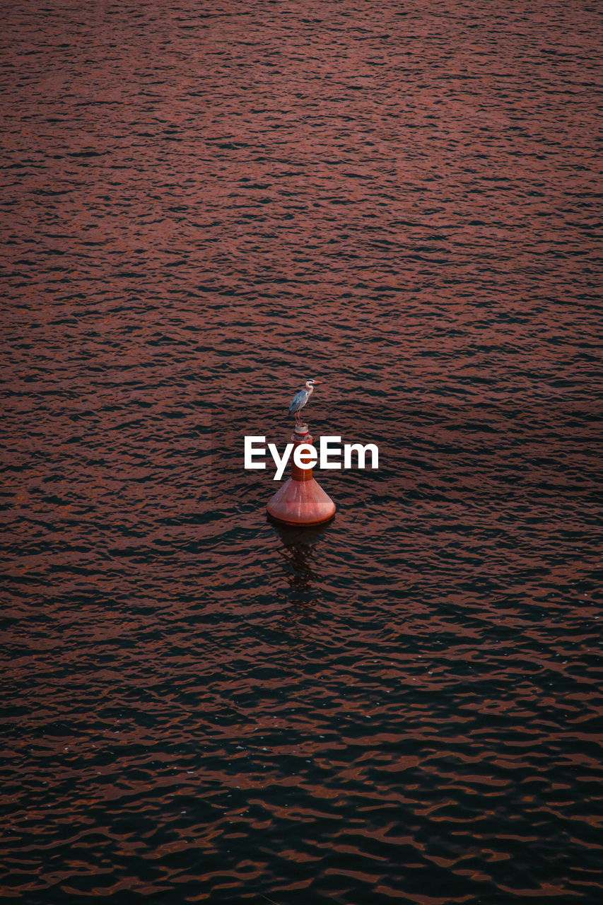 High angle view of bird floating on water