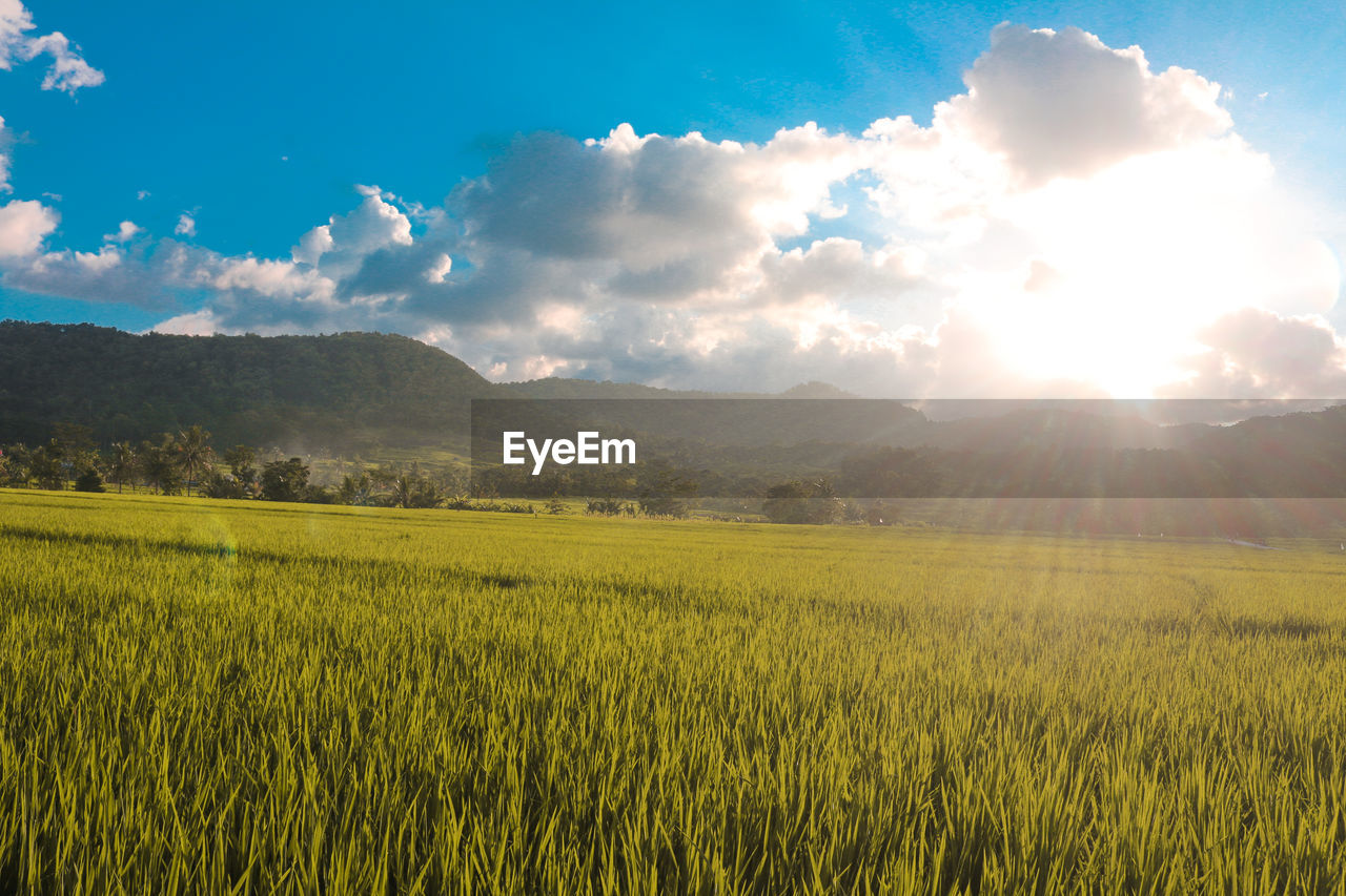SCENIC VIEW OF AGRICULTURAL FIELD AGAINST BRIGHT SUN