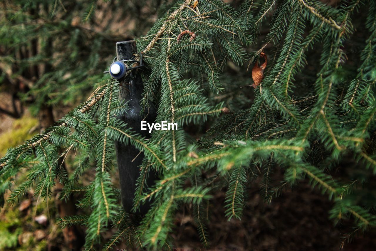 Close-up of bottle in tree