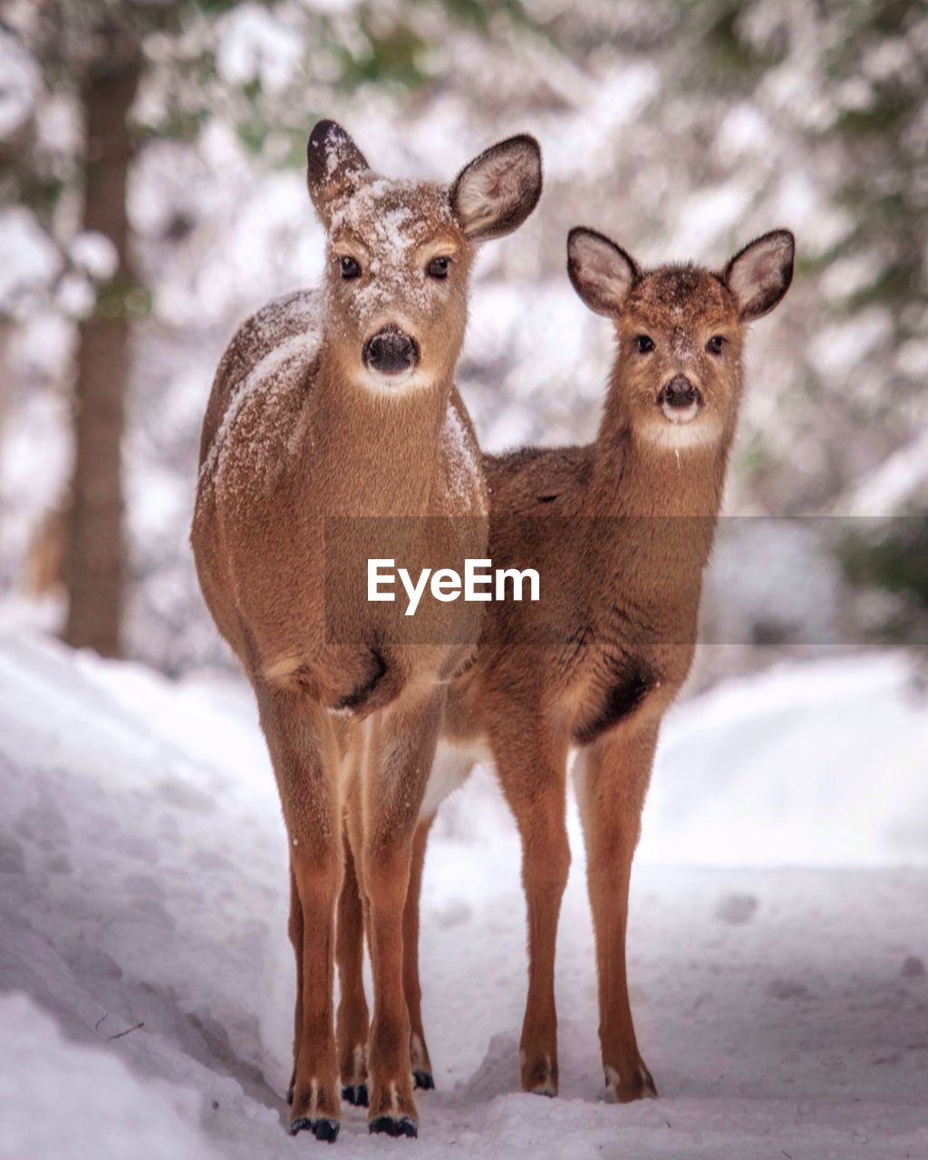 Portrait of deer standing in snow