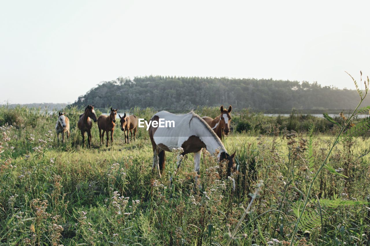 HORSES ON GRASSY FIELD