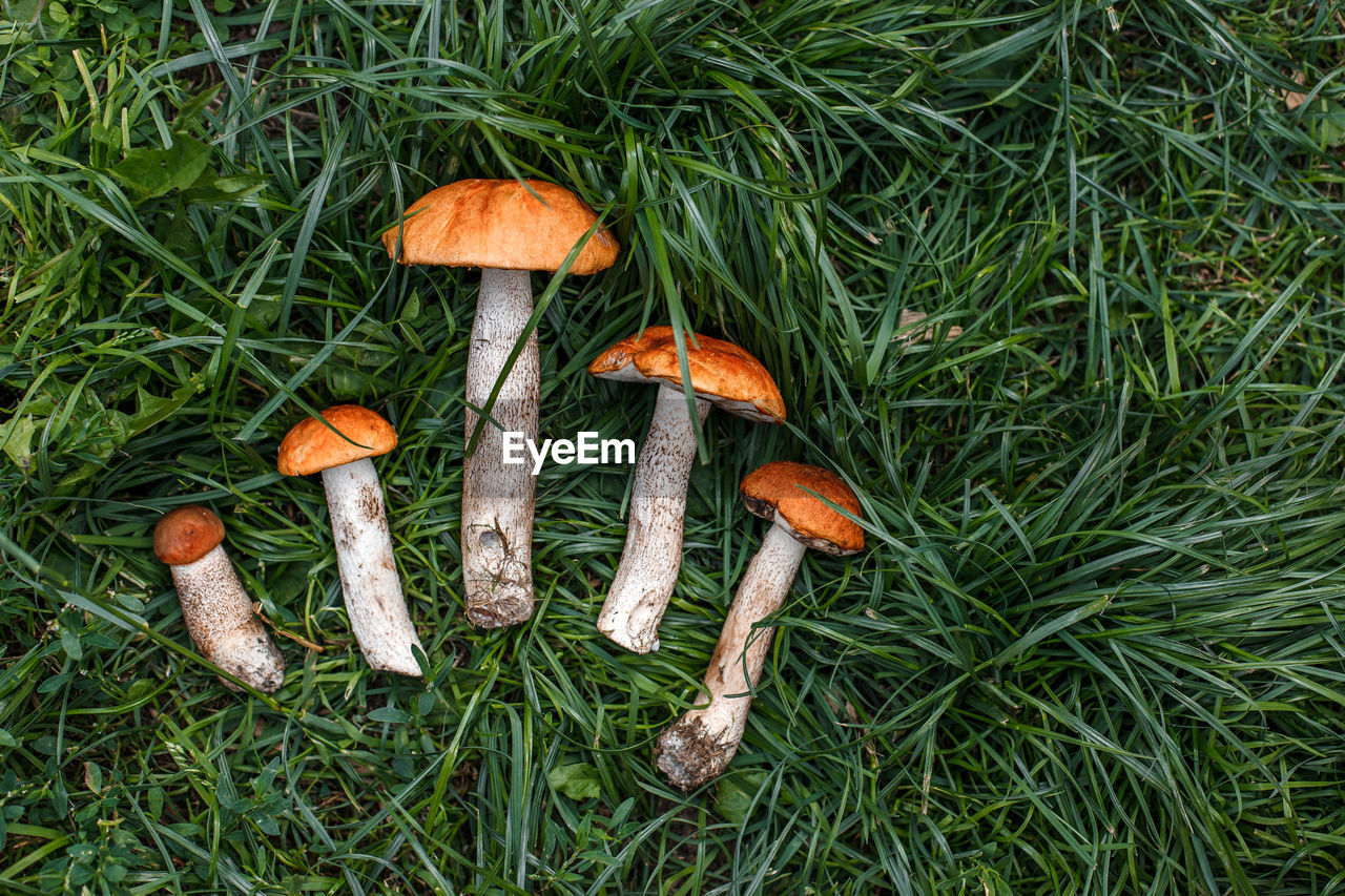 high angle view of mushrooms growing on field