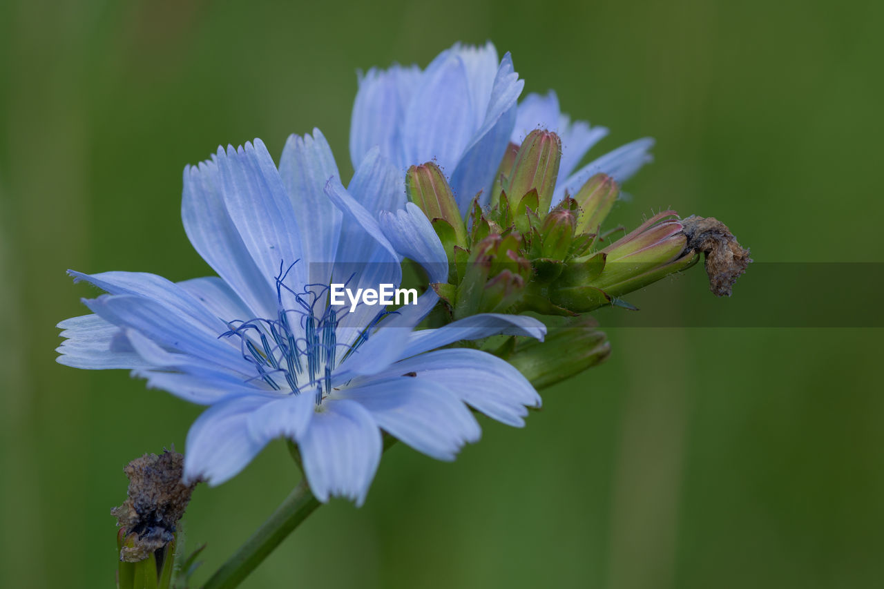 Close up of a common chicory flower in bloom
