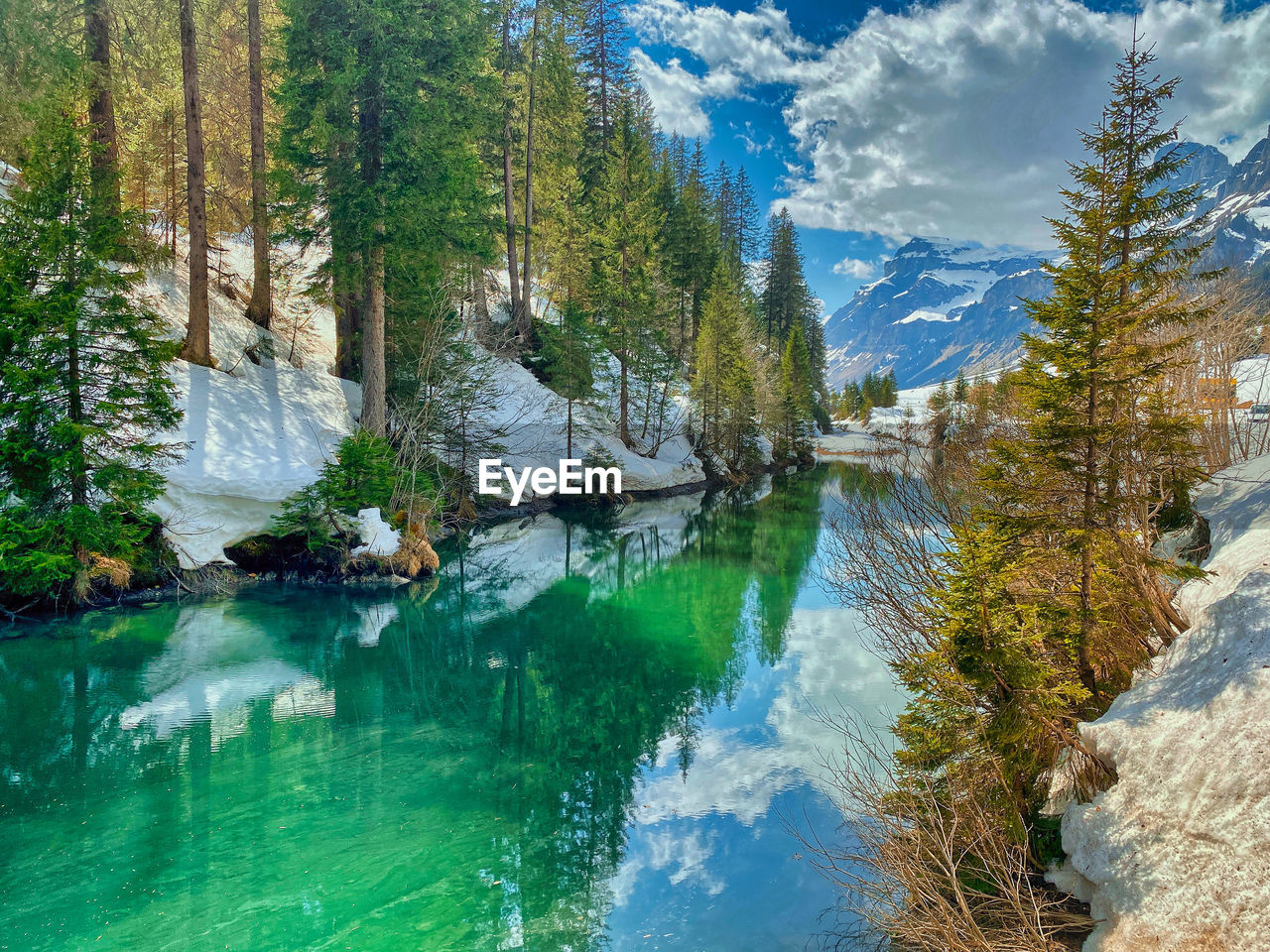 View of pine trees in lake