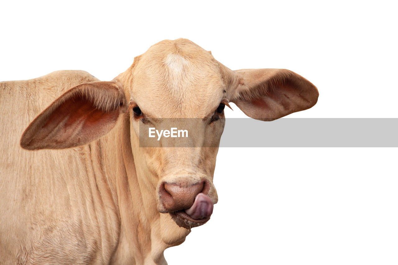 CLOSE-UP PORTRAIT OF A COW