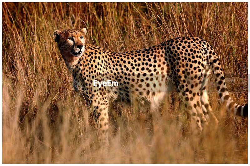 Side view of cheetah looking away | ID: 94084522