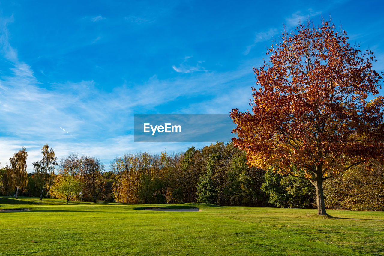 TREES GROWING IN FIELD DURING AUTUMN