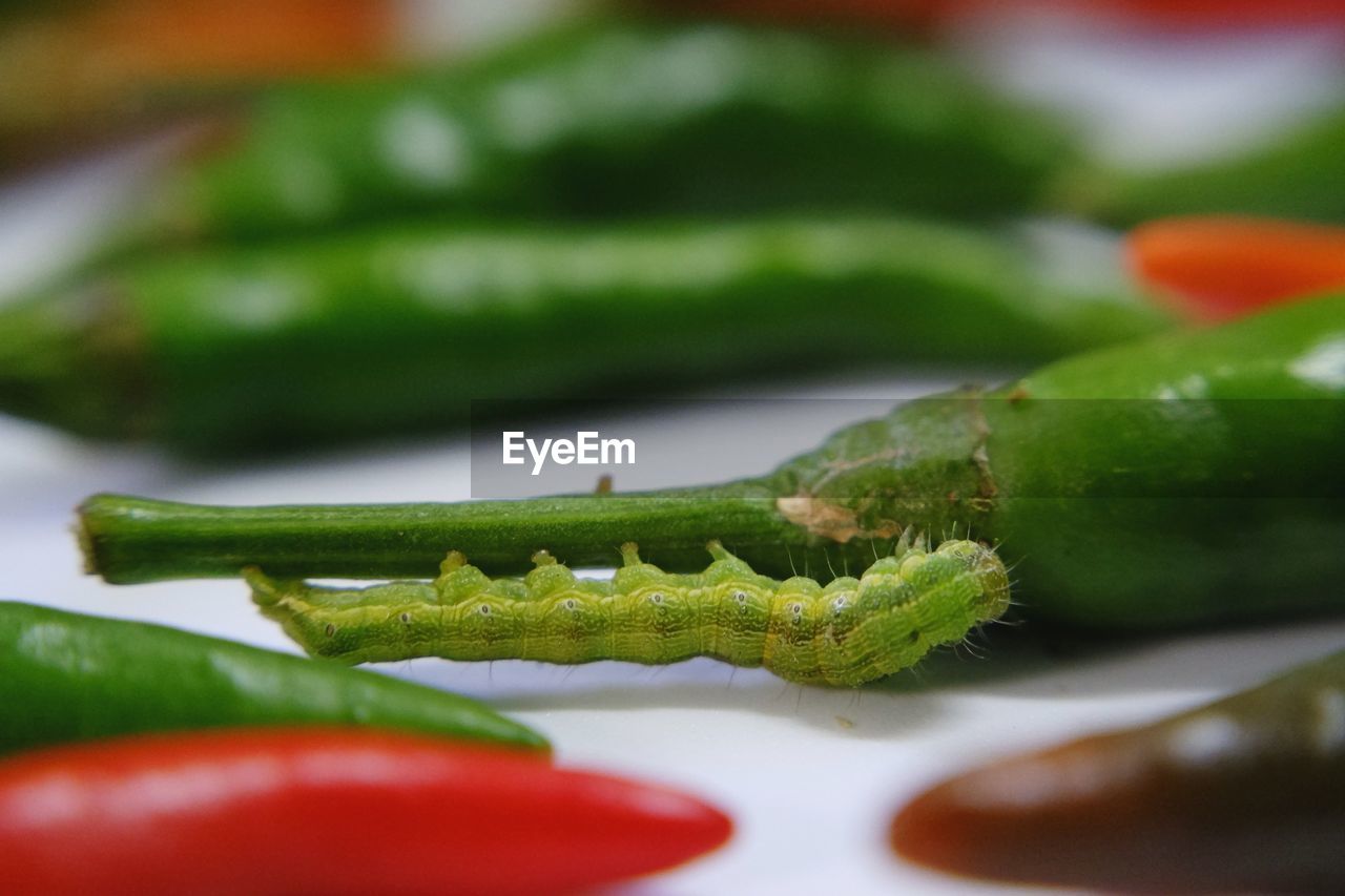 Close-up of a green worm eating chili.