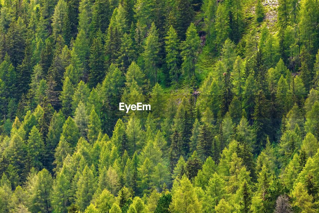 Panoramic view of pine trees in forest