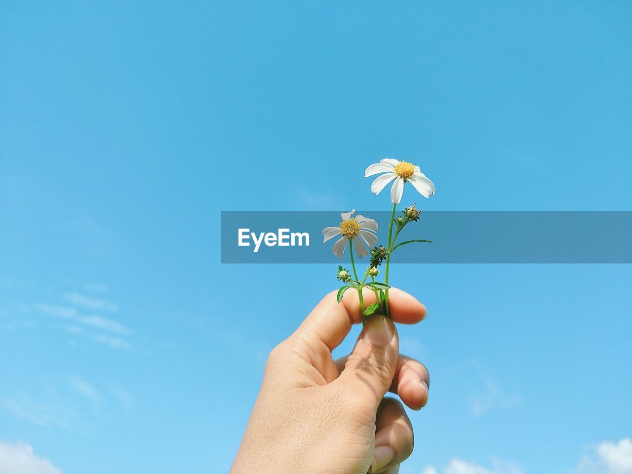 Close-up of person holding flower against sky