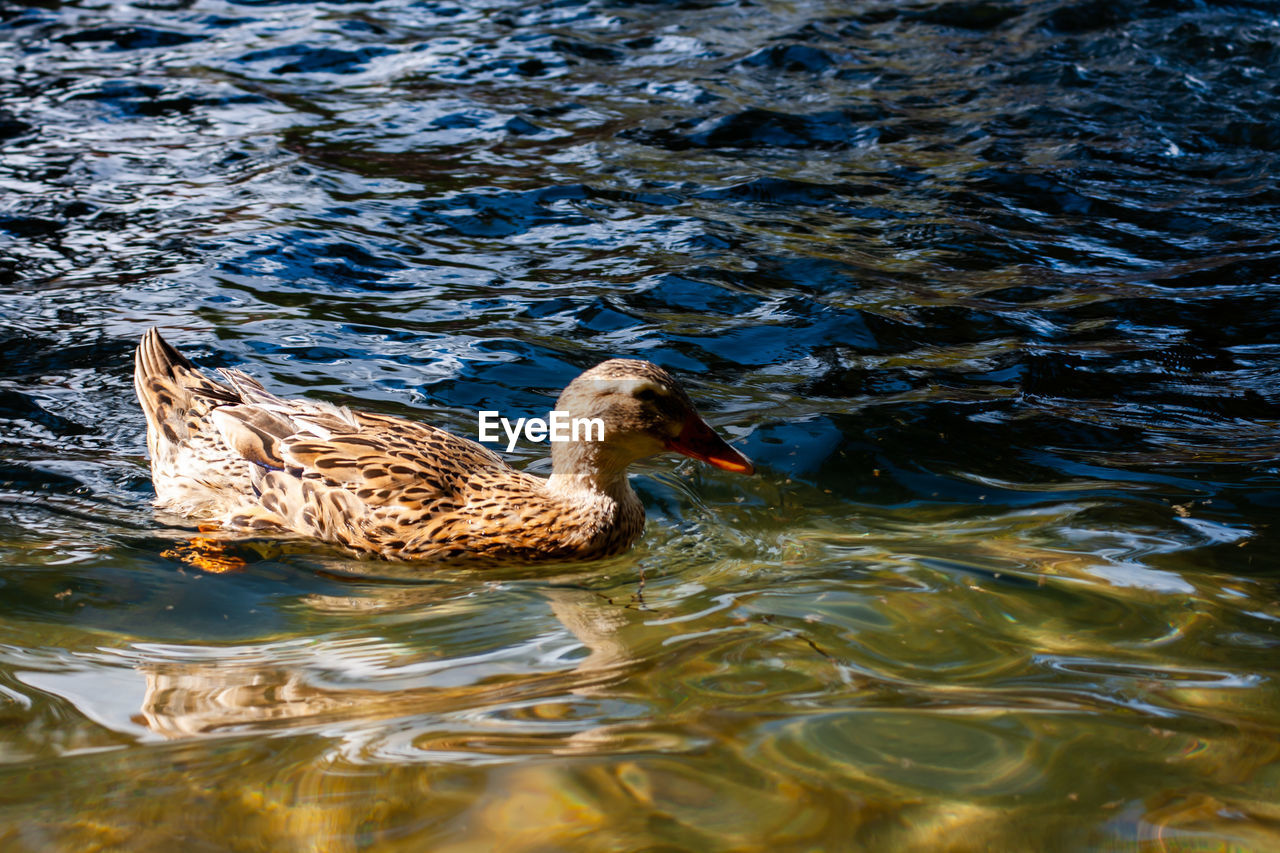 SIDE VIEW OF A DUCK IN WATER