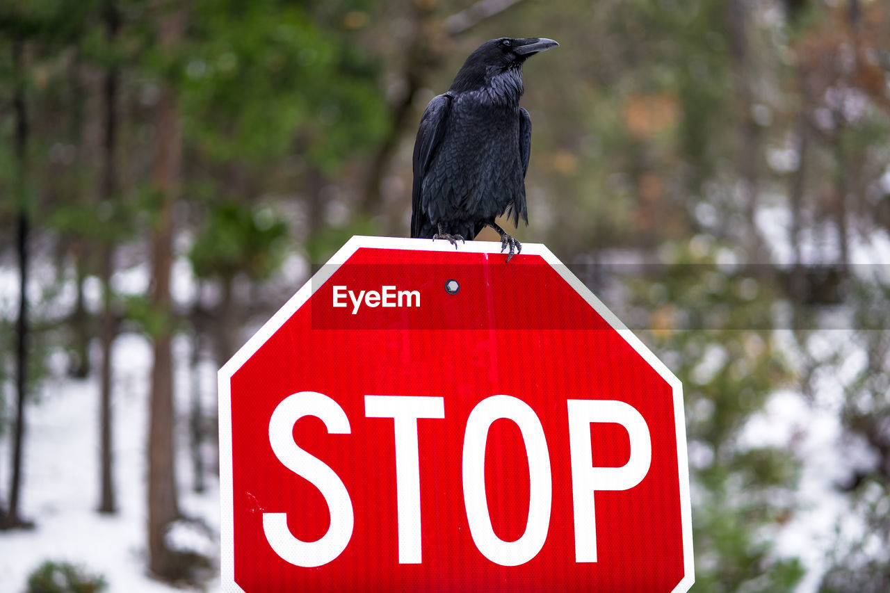 CLOSE-UP OF BIRD PERCHING ON SIGN