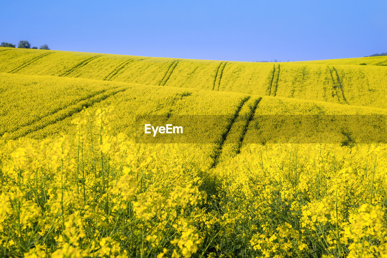 Scenic view of oilseed rape field against sky