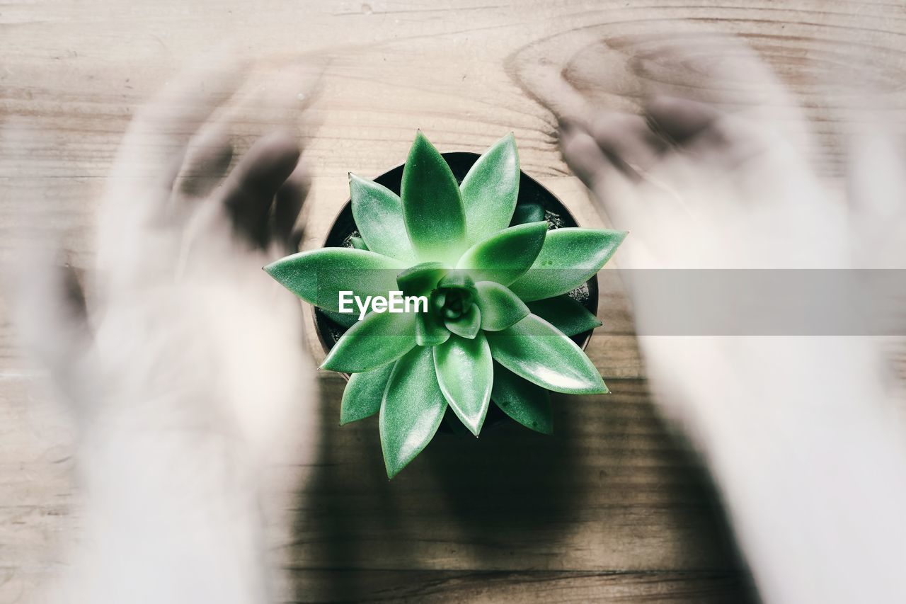 Hands in motion around beautiful green succulent in the pot on wooden table