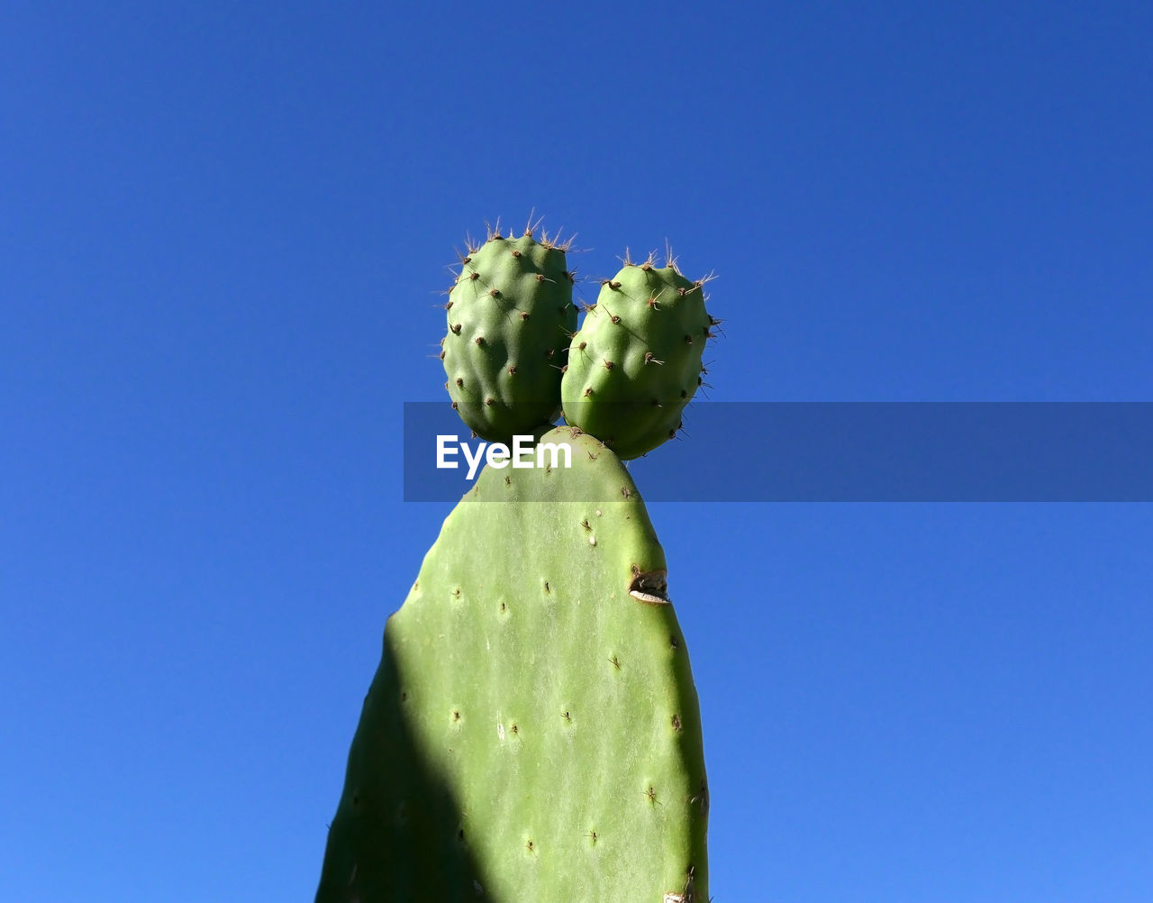 LOW ANGLE VIEW OF CACTUS GROWING AGAINST BLUE SKY