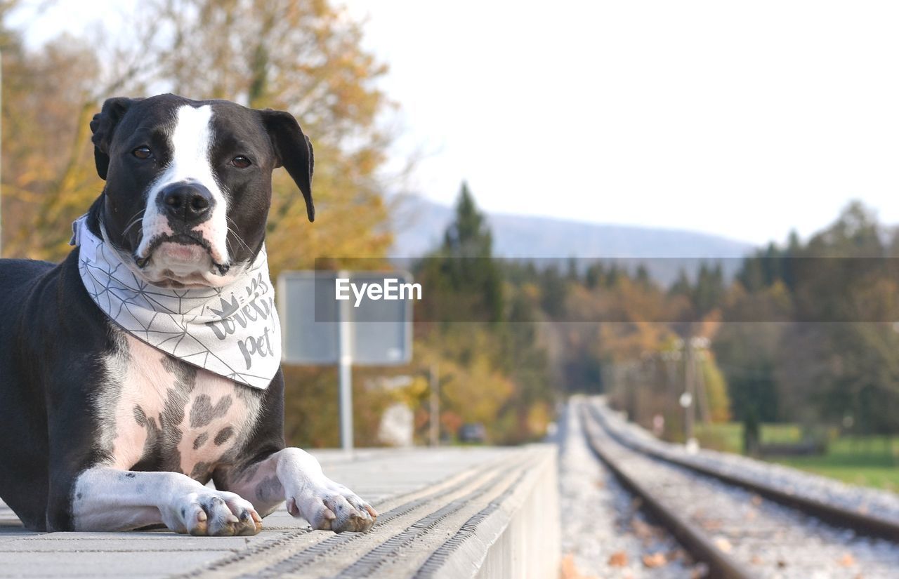 Close-up portrait of dog sitting on railroad station platform against sky