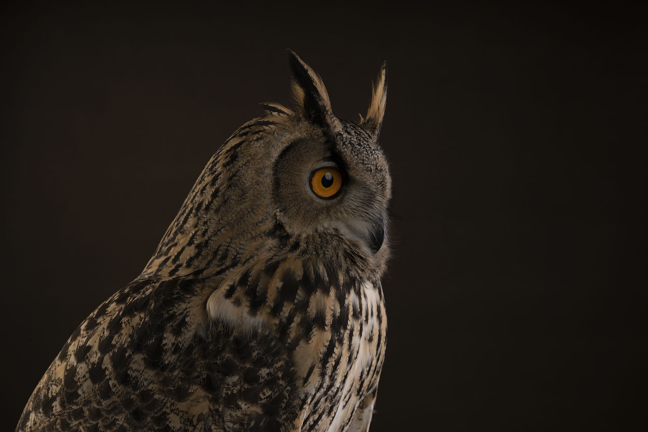 Close-up of a turkmenistan eagle owl looking away against black brown background