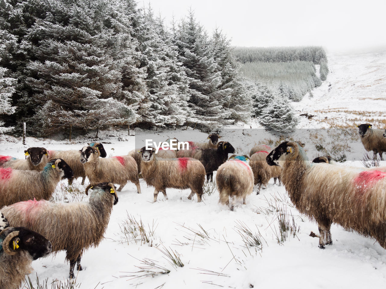 White And Fluffy Ireland Eyeem Selects Snow Cold Eyeem