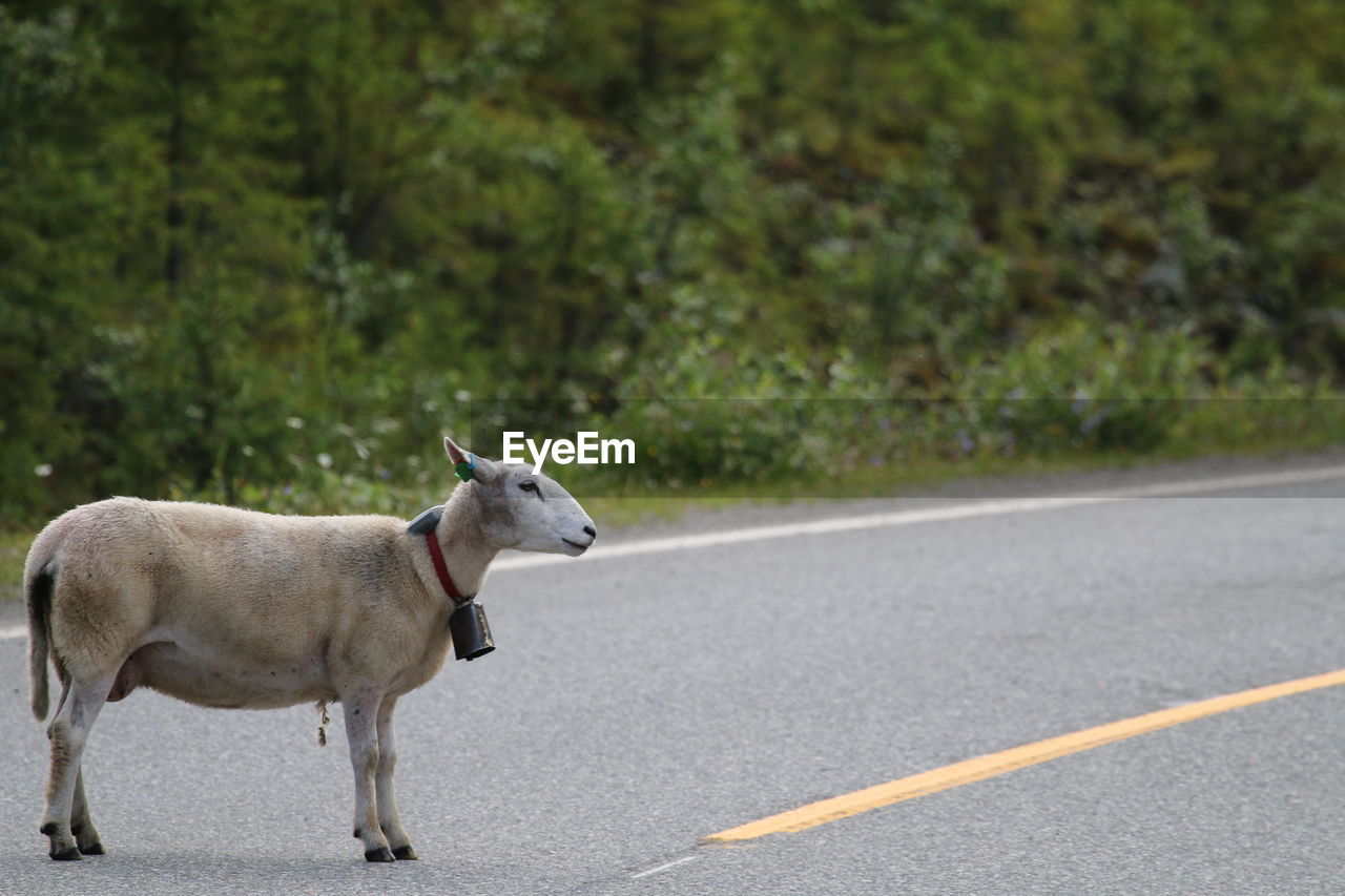 Goat standing on road