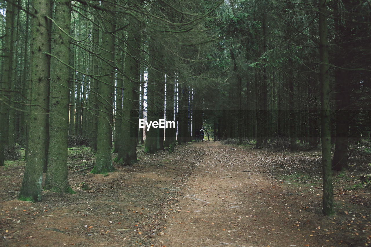 View of trees in forest