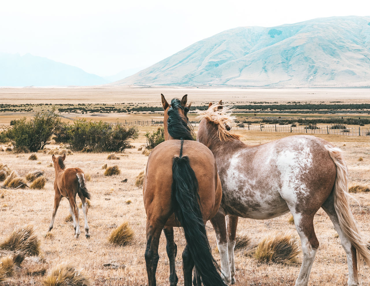 Two horses looking at his foal in the argentinian patagonia