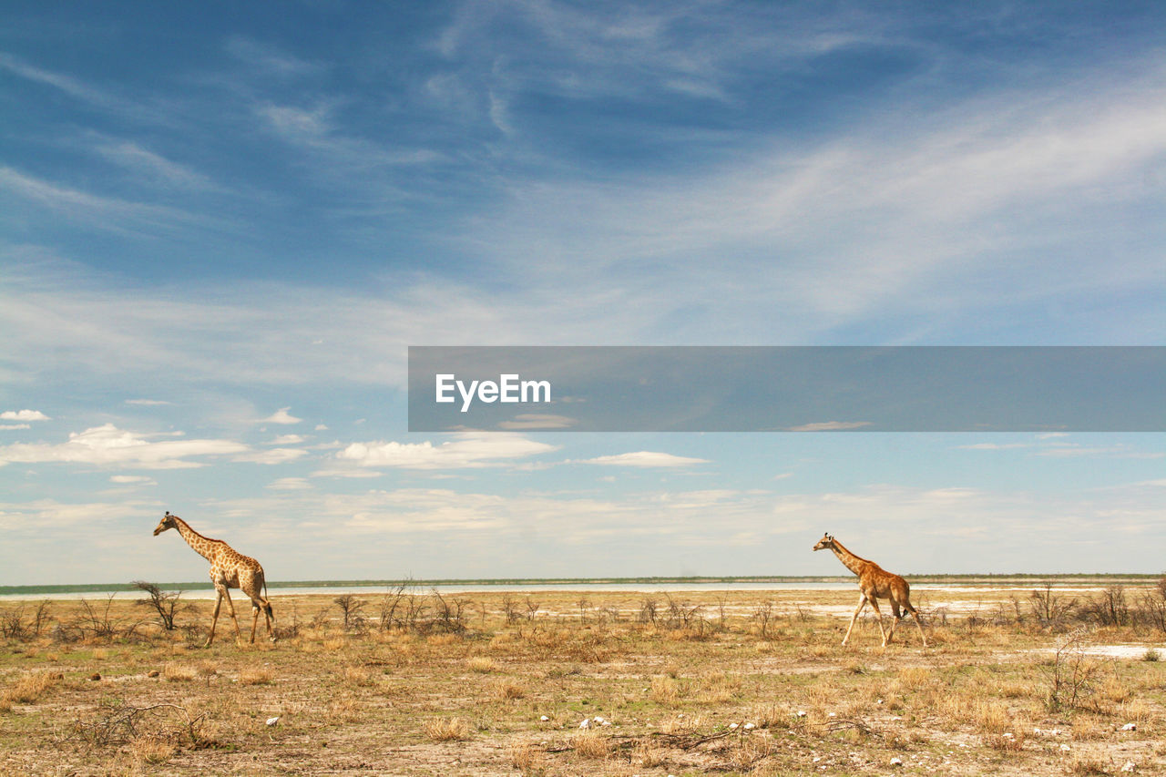 Giraffes standing on landscape against sky
