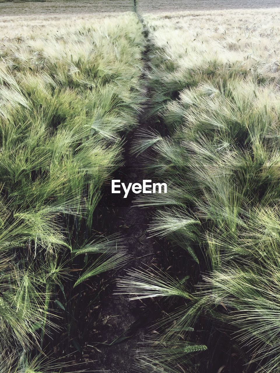 FULL FRAME SHOT OF WHEAT ON FIELD