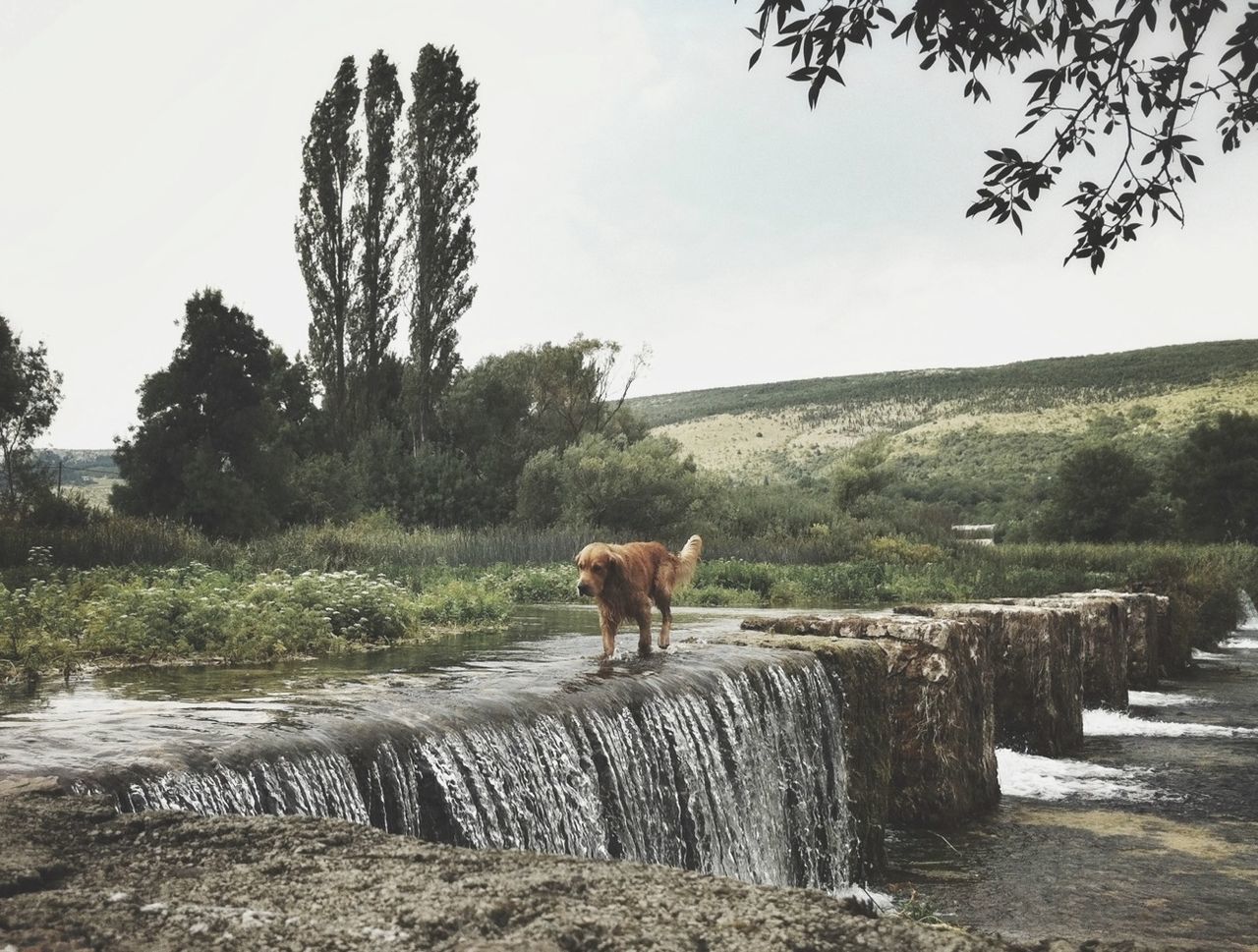 Dog walking along countryside waterfall