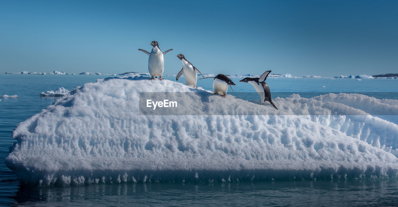 BIRDS ON A SEA