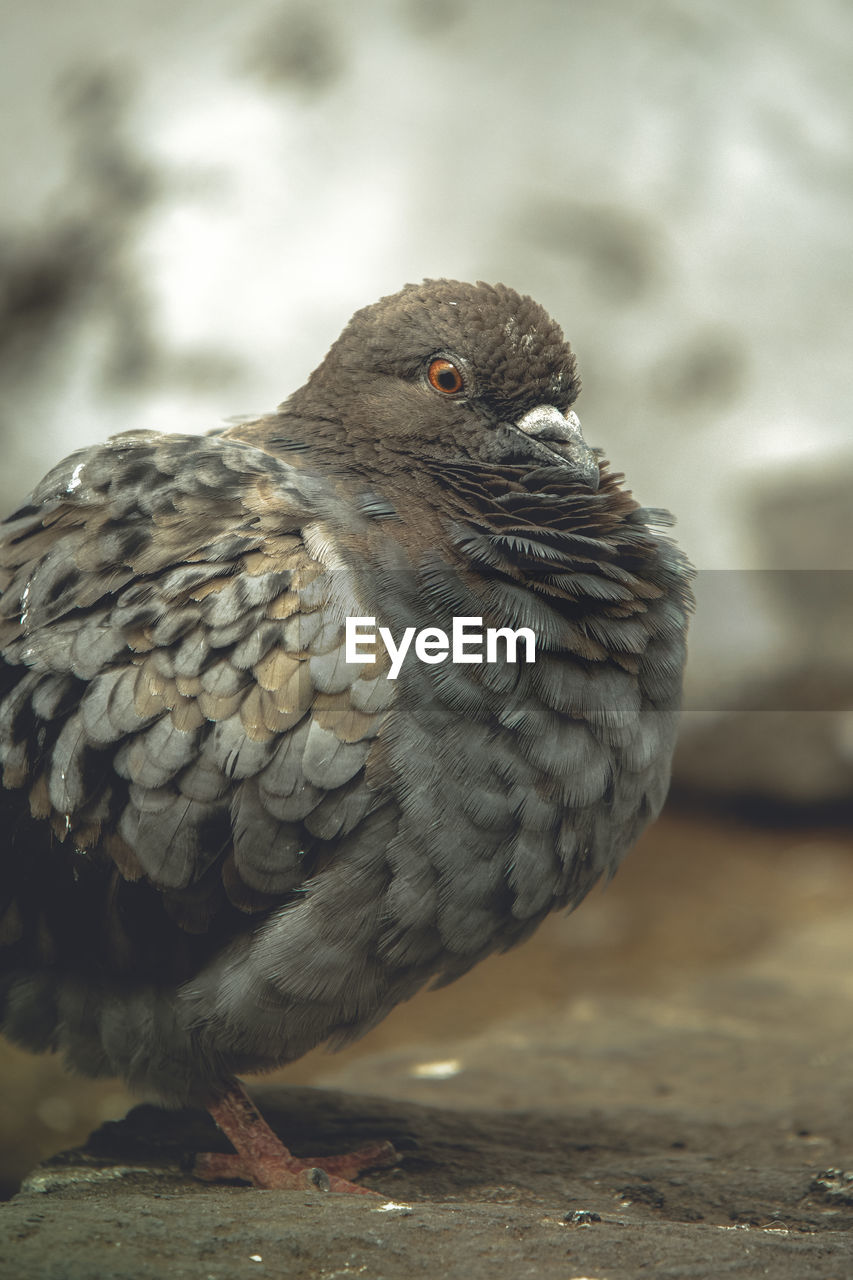 CLOSE-UP OF EAGLE