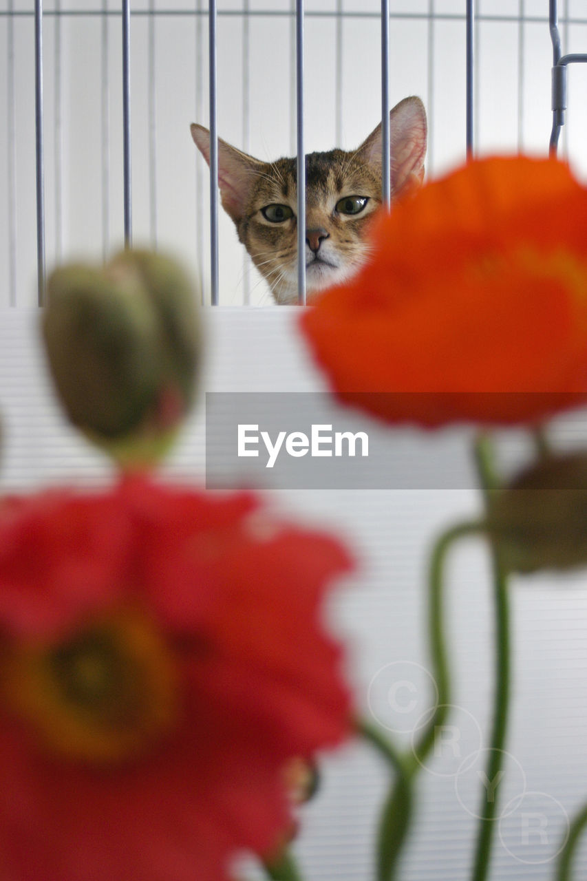 Portrait of cat seen through metal grate with flowers on foreground