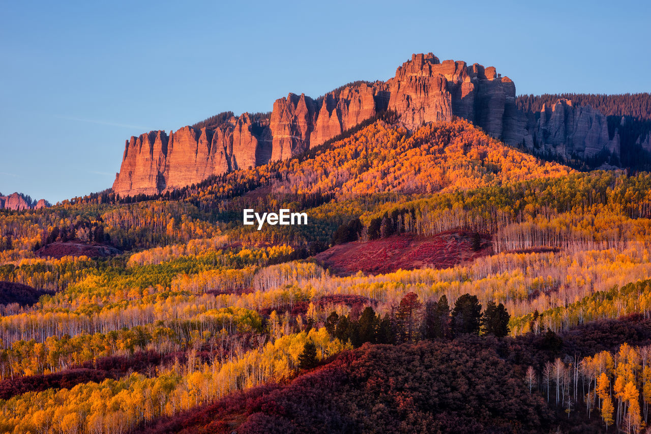 Alpenglow illuminates a grove of aspen trees with vibrant fall colors near owl creek pass, colorado.