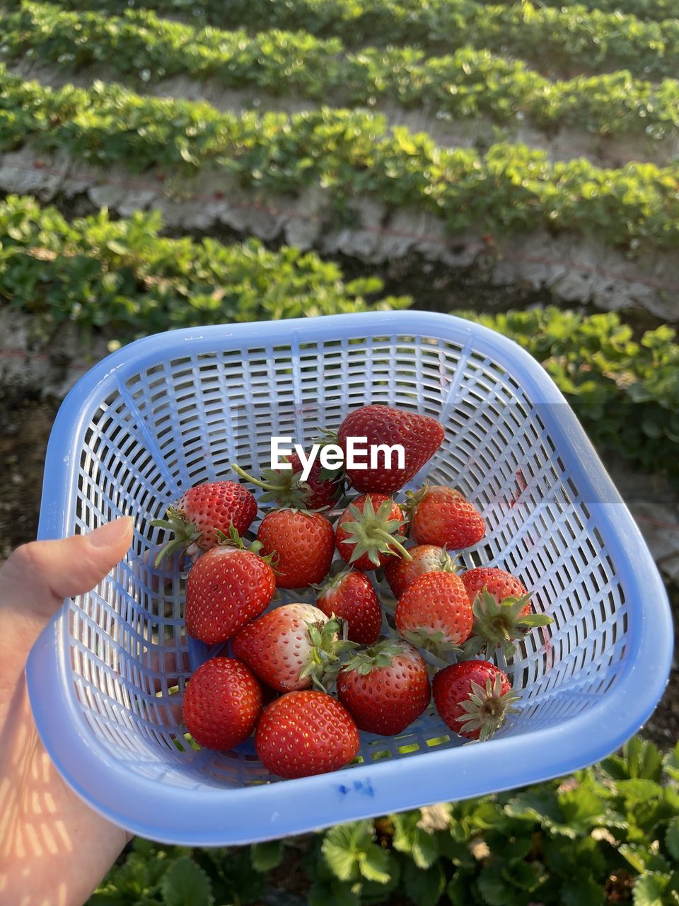PERSON HOLDING STRAWBERRY IN CONTAINER
