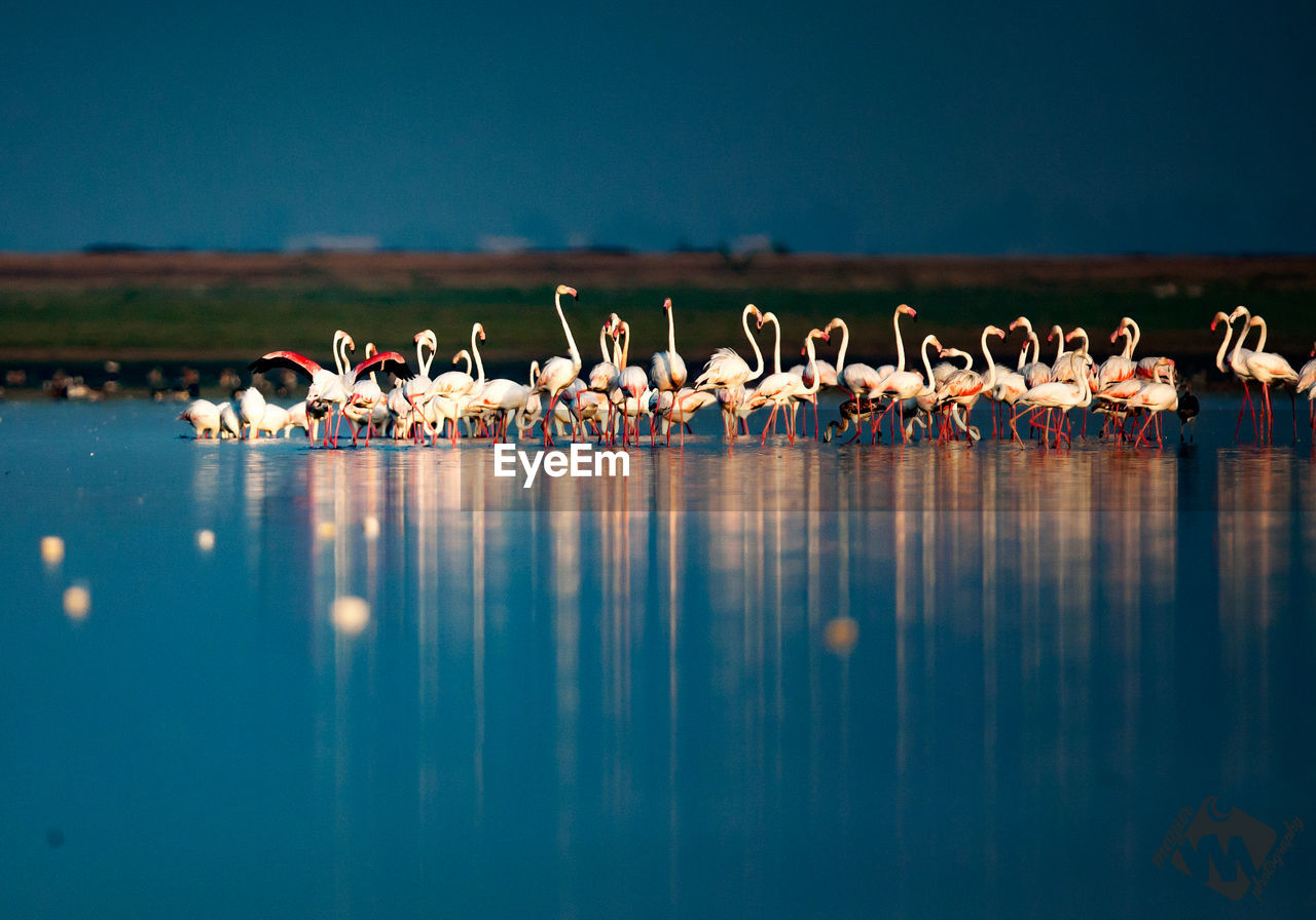 Flamingos in lake against clear sky