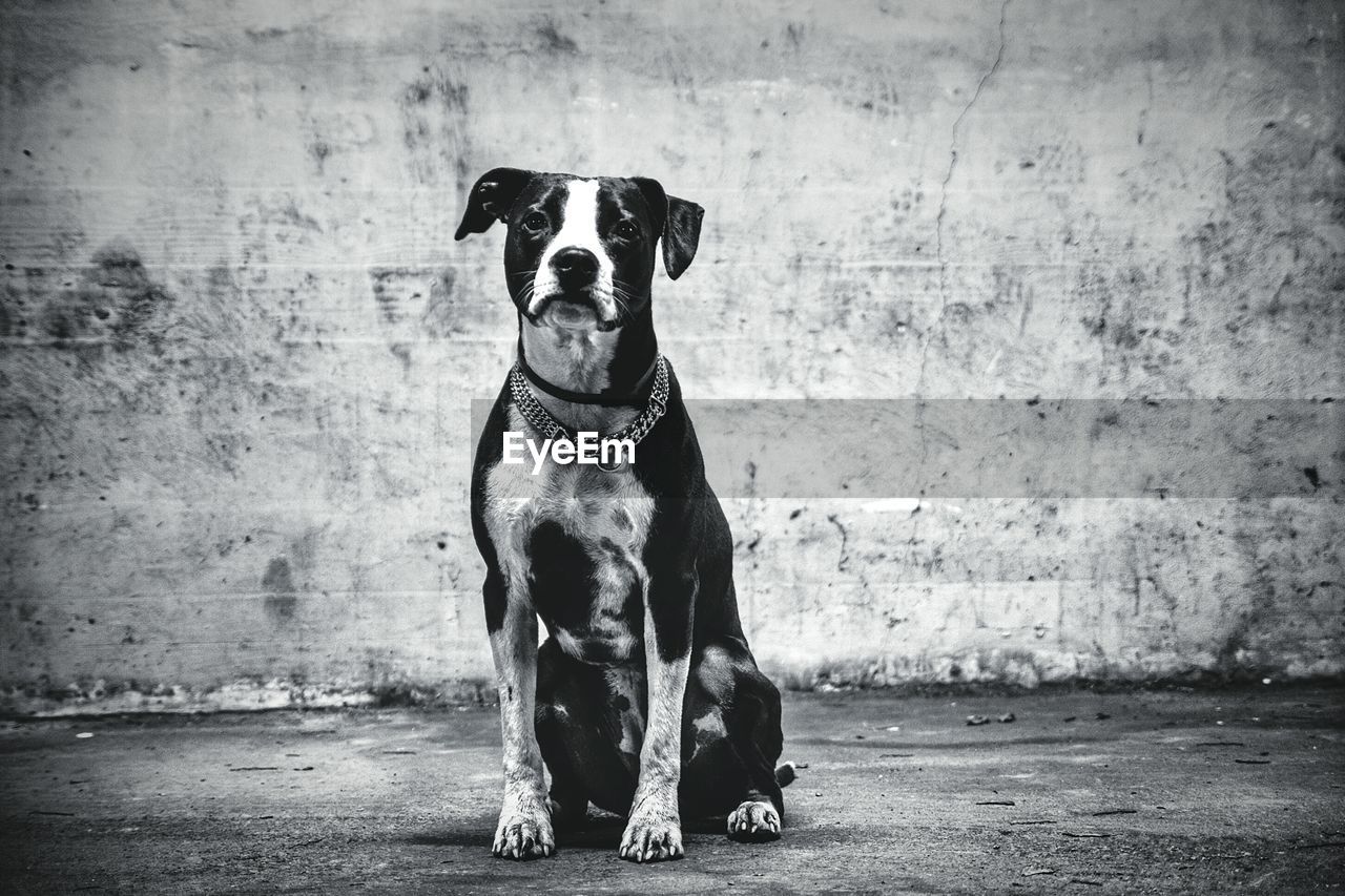 Dog in front of wall