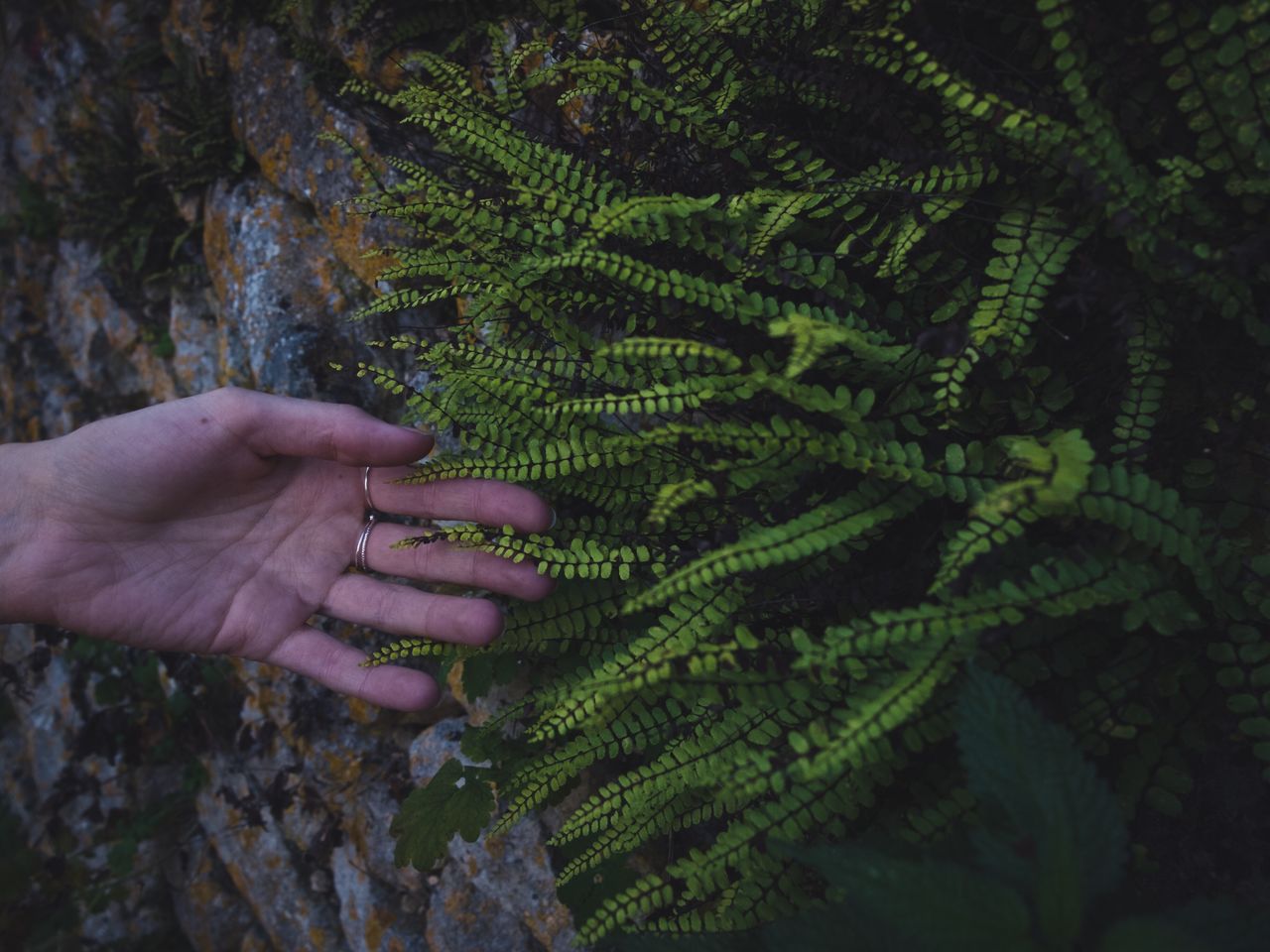 Cropped hand of woman touching plant on wall