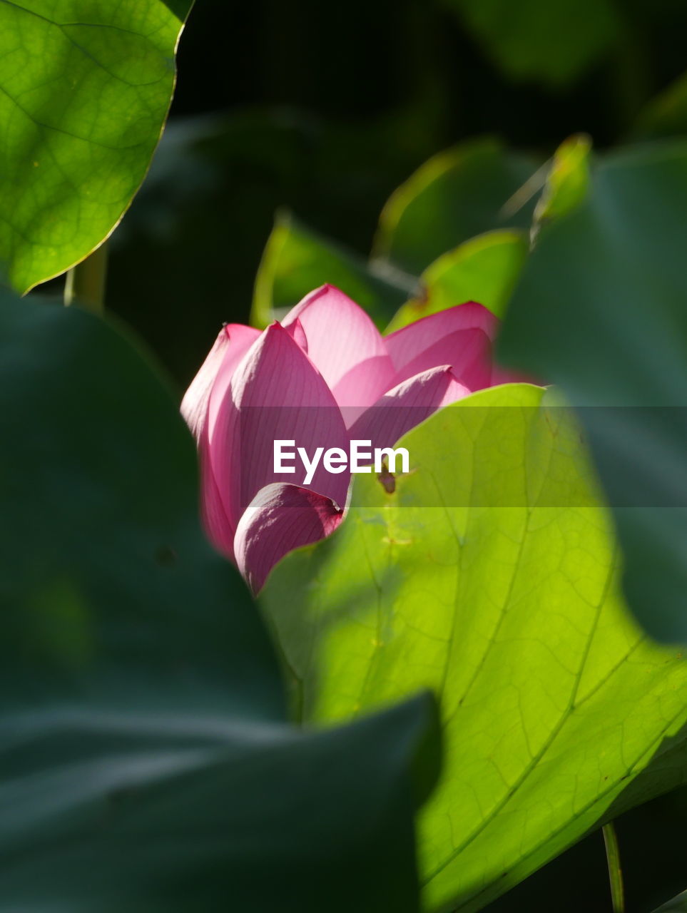 Close-up of pink lotus water lily