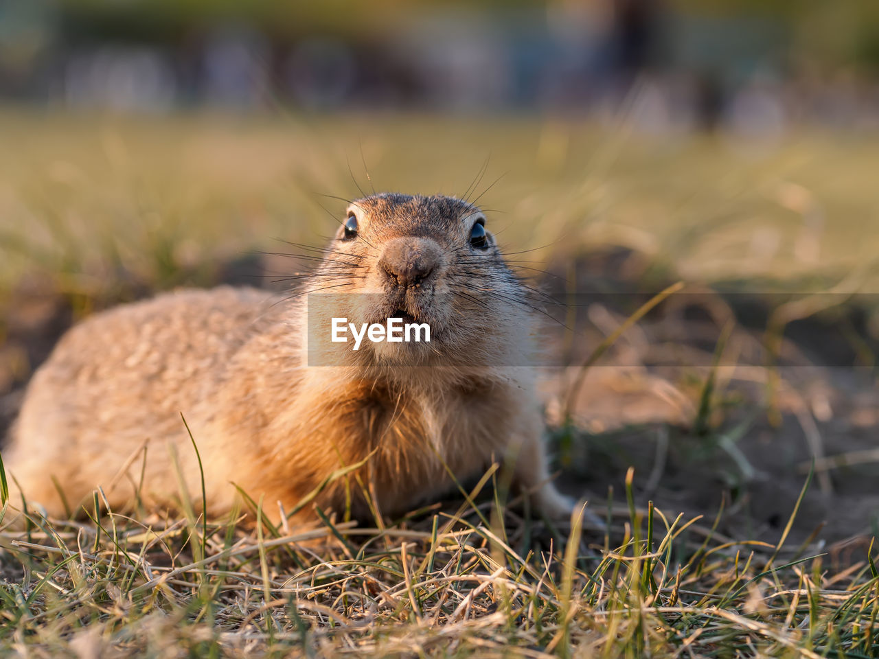animal, animal themes, animal wildlife, mammal, one animal, wildlife, whiskers, prairie dog, nature, grass, rodent, prairie, no people, pet, portrait, squirrel, outdoors, plant, close-up, day, selective focus, looking at camera, cute, eating