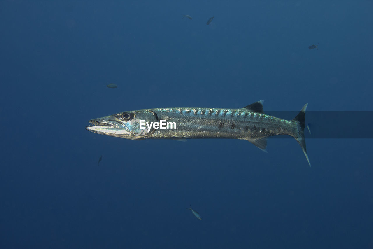 Great barracuda in the blue