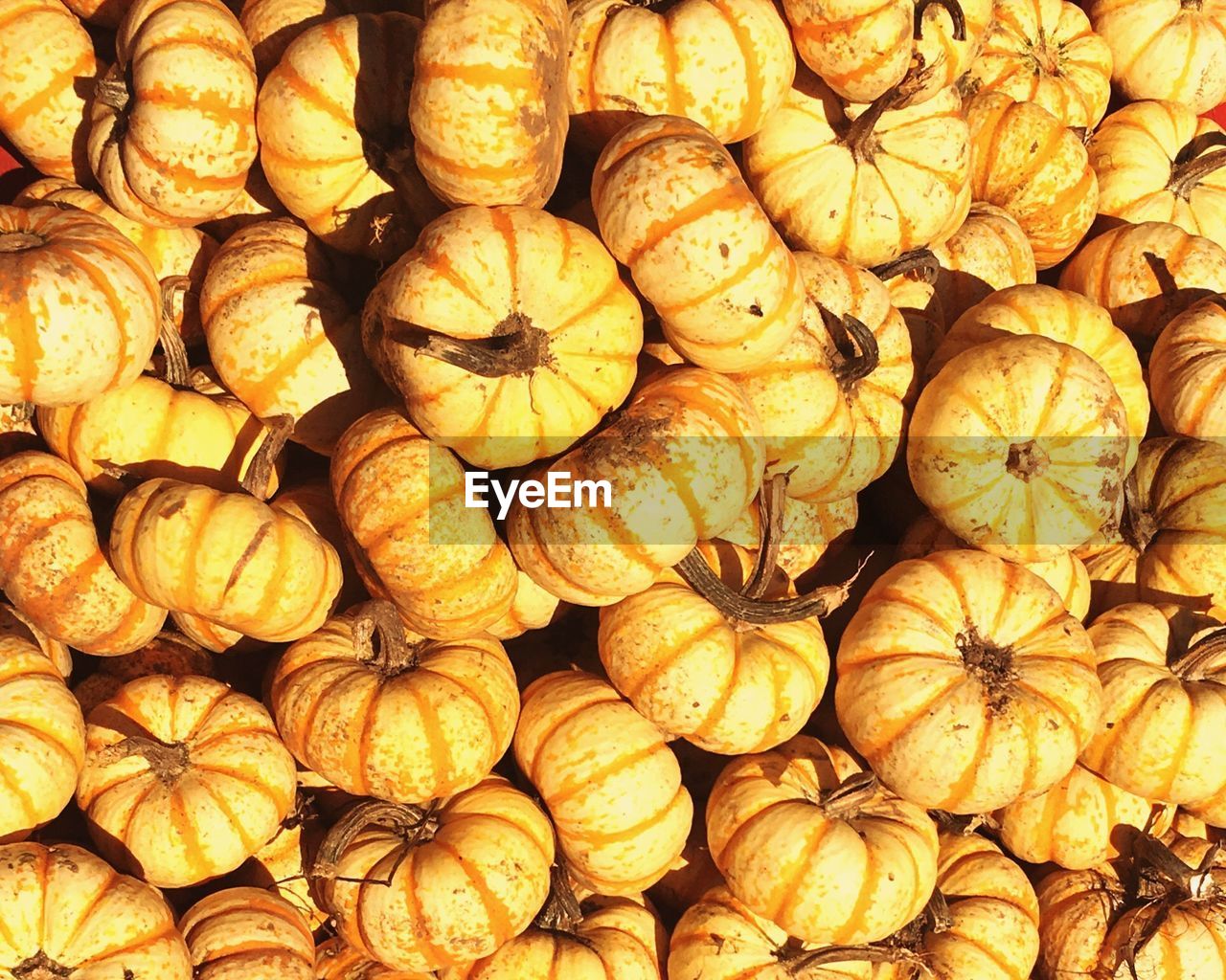 Full frame shot of pumpkins at market on sunny day
