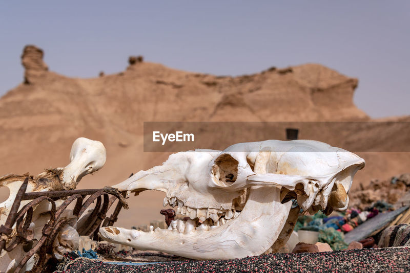 Close-up of animal skull at desert | ID: 128898696