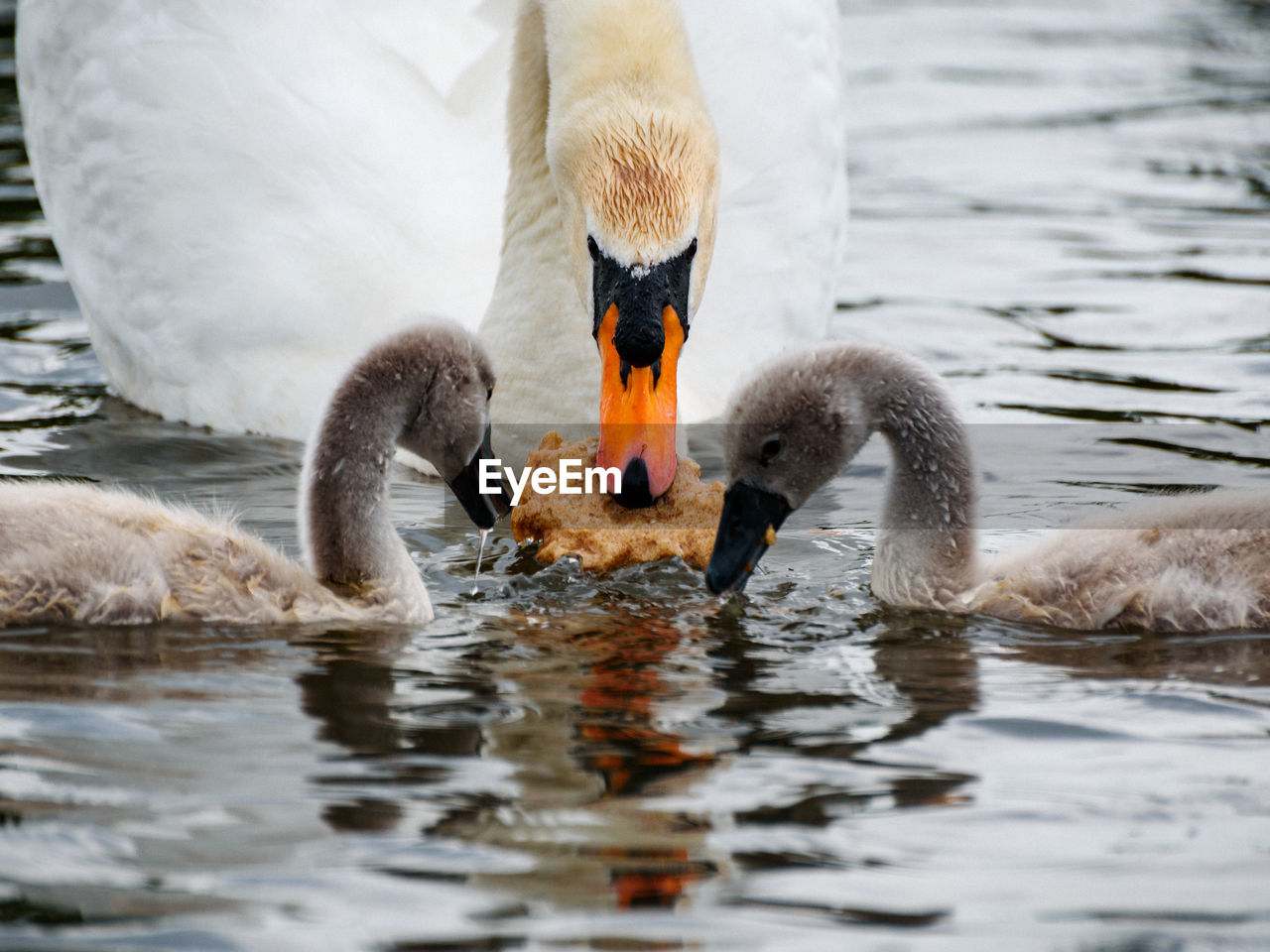 TWO SWANS IN LAKE