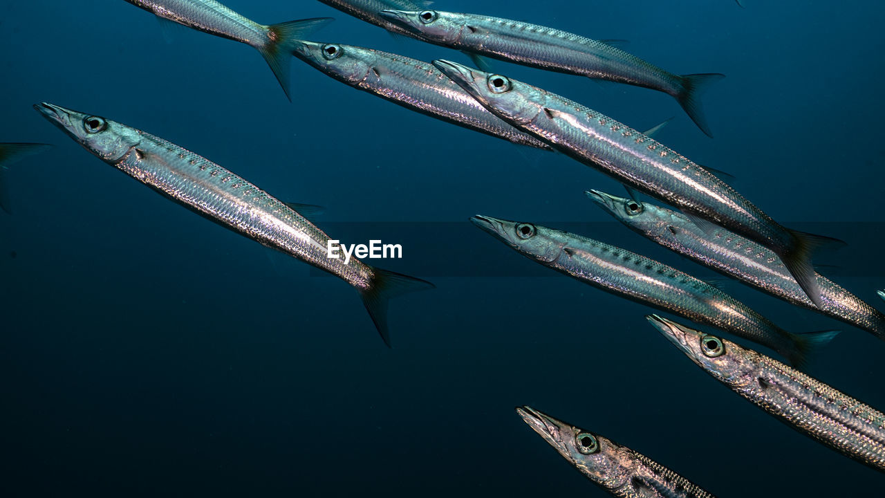 Low angle view of barracuda fishes in sea