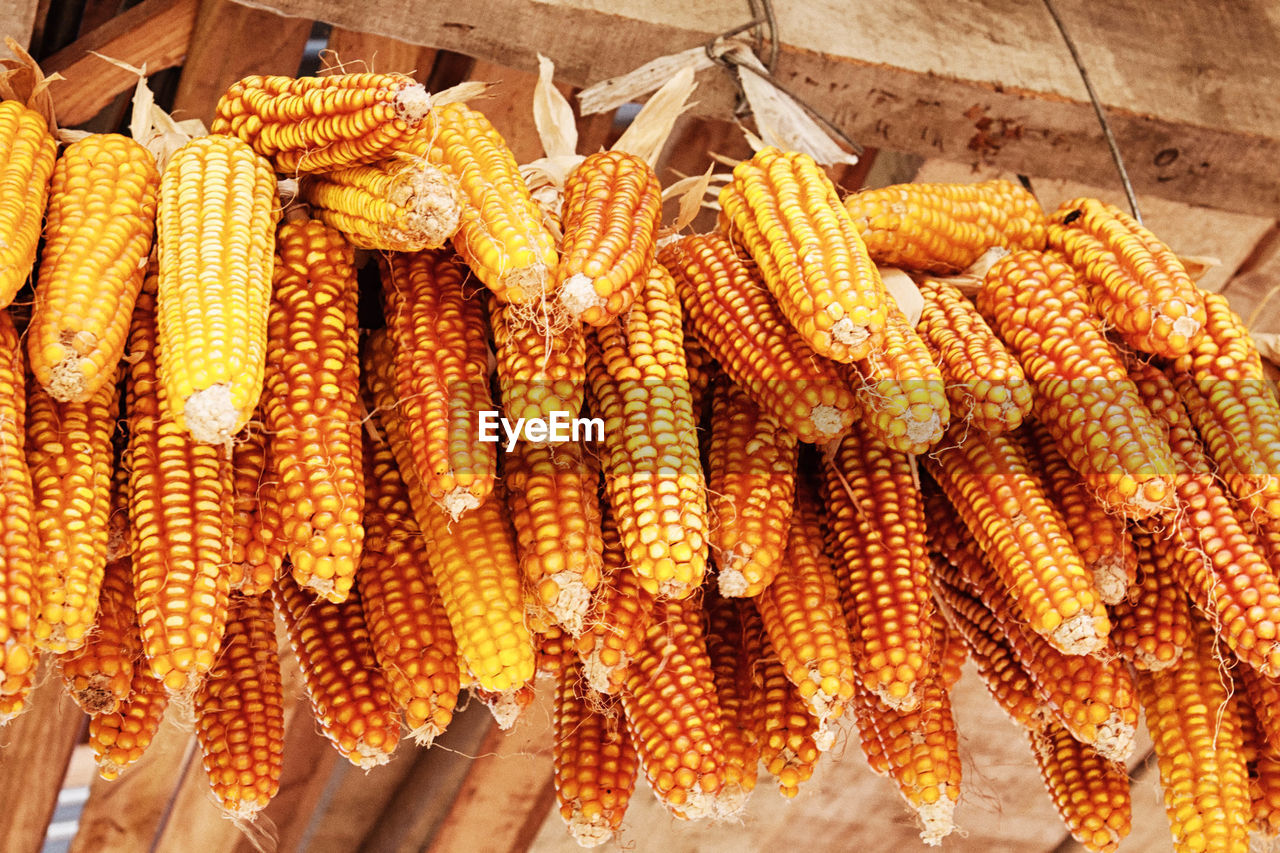 Low angle view of corns hanging for sale at market