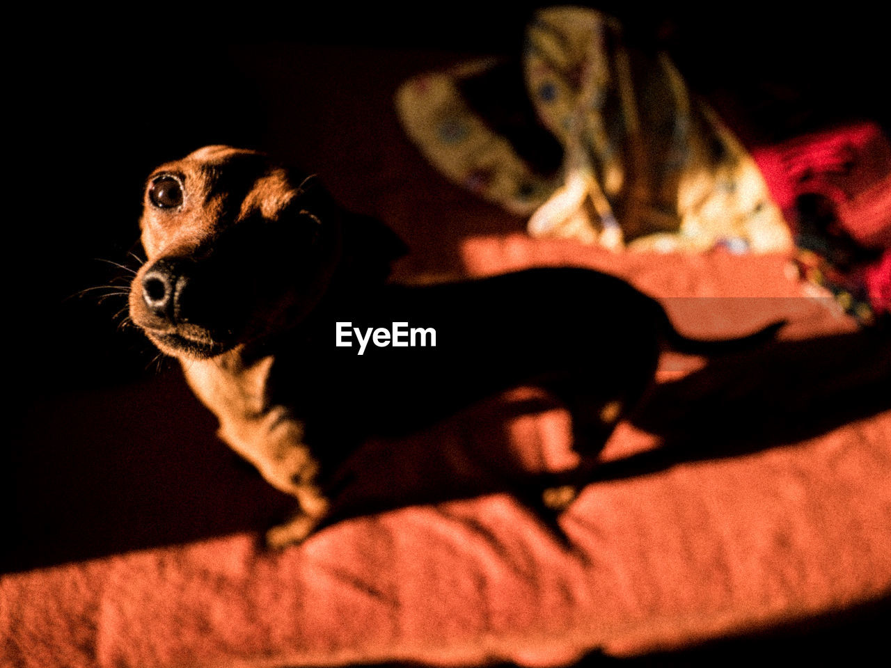 CLOSE-UP PORTRAIT OF A DOG WITH SHADOW
