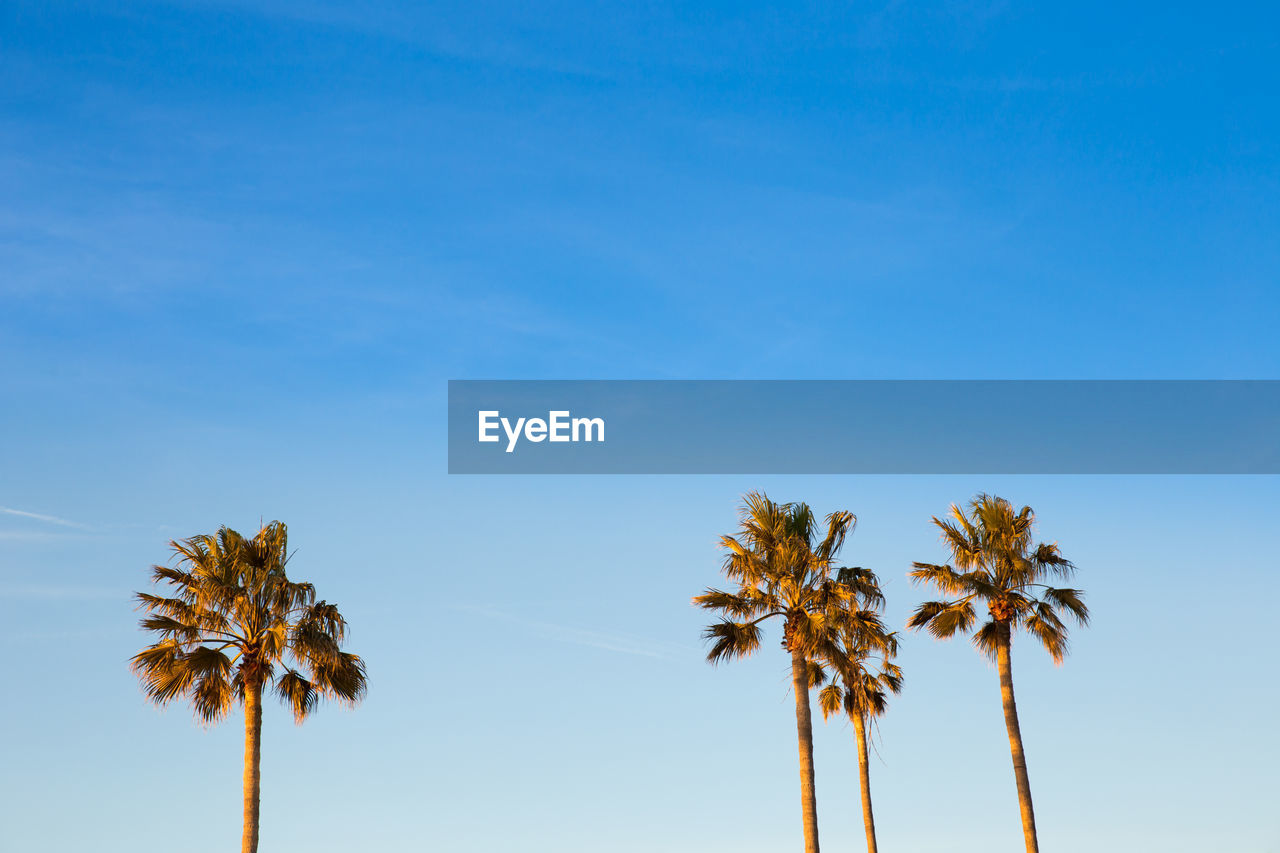 Beauty In Nature Blue Clear Sky Coconut Palm Tree Eyeem