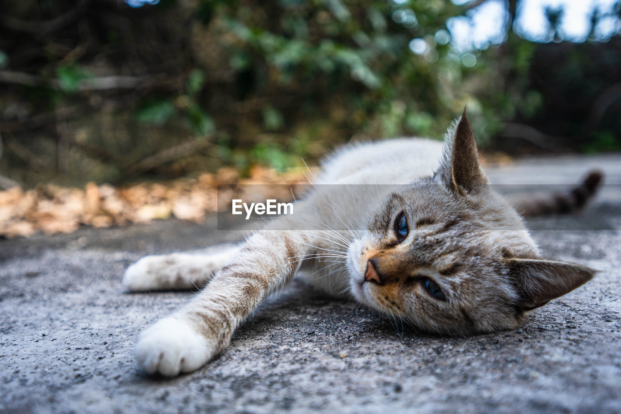CLOSE-UP OF A CAT LYING ON GROUND